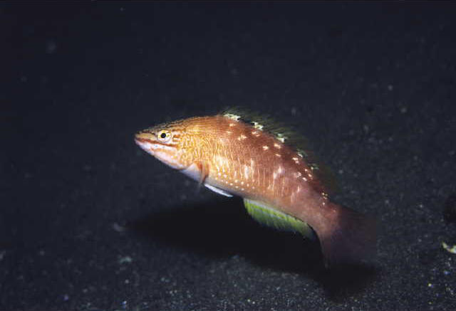 Pseudolabrus sieboldi